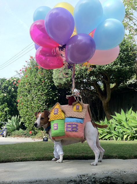 DIY Dog Costume from Disney's UP Diy Dog Costume, Best Dog Costumes, Cute Dog Costumes, Dog Costumes Funny, Pet Costumes Cat, Dog Parade, Pet Parade, Fun Animals, Dog Clothes Diy