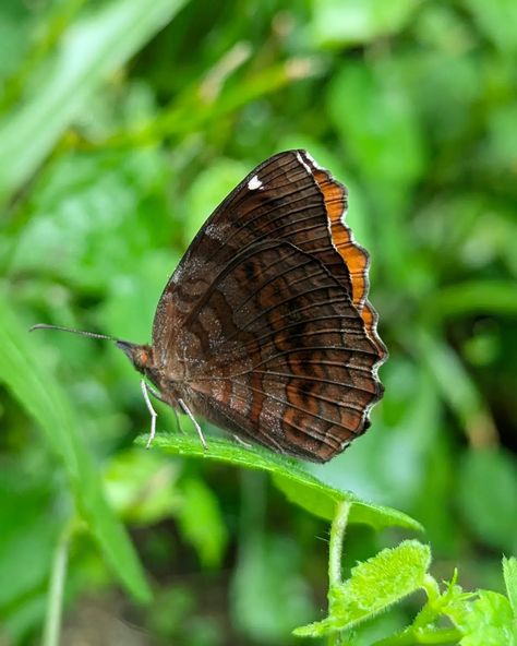 Shot on @googlepixel 7 .. .. .... .. #teampixel #naturelove #nature #naturephotography #naturegeography #nature_brilliance #natureshots #naturelovers #macro #green #butterfly #butterflies #wildanimals #wildlifephotography Close Up Shot Photography, Close Up Nature, Macro Photography Nature, Ture Love, Pretty Animals, Green Butterfly, Photography Nature, Wildlife Photography, Impressionism