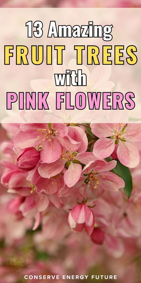 Are you looking for inspiration for your next plant addition to your gardening space? Flowering trees add visual interest and attract beneficial insects like bees and butterflies to your yard. They also can produce delicious fruit or berries that you can enjoy fresh or make into teas, jams, jellies, or other preparations. Here are 13 fruit trees with pink flowers! / trees with pink flowers spring blossom. pink flowers trees aesthetic. simple trees painted on walls with pink flowers. / Trees With Pink Flowers, Trees Aesthetic, Flowers Pics, Travel Autumn, Pink Flowering Trees, Backyard Layout, Conserve Energy, Simple Tree, Attracting Beneficial Insects