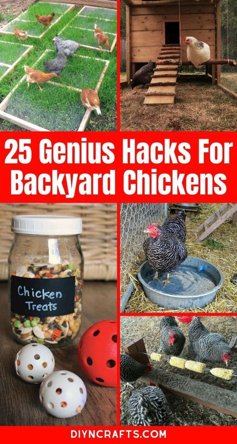 Learn how to keep your chicken coop cool, save money on feed, and make sure your chickens lay more eggs with this great list of hacks and tips for your backyard chicken coops! #BackyardChickens #Chickens #ChickenCoop #RaisingChickens #Hacks #Lifehacks #Homestead #Homesteading #Eggs #LayingHens #Roosters Coop Decor, Chicken Coop Garden, Cute Chicken Coops, Raising Chicken, Chicken Barn, Backyard Chicken Coop Plans, Diy Chicken Coop Plans, Chicken Toys, Chicken Coop Run