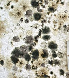 Mold.. Mold Aesthetic, Mold Drawing, Conservation Activities, Advanced Higher Art, Mold Prevention, Micro Organisms, Seasonal Eating, Sustainable Eating, Non Toxic Makeup