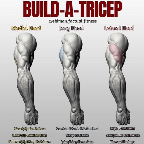 BUILD-A-TRICEP! First off let's give you some info on how the tricep is broken down, there's three parts to the tricep, hence "tri". There's the medial head, which is very small and lies beneath the long head), the larger portion of the horseshoe the long head and finally the lateral head, the other larger portion that wraps around the arm. difficulty with getting the mind and muscle connection on perhaps the lagging part of their tricep, so if you have a  #triceps Exercise Diagram, Muscle Separation, Tricep Pushdown, Body Change, Fitness Studio Training, Tricep Workout, Workout Man, Dumbbell Exercises, Tricep Kickback