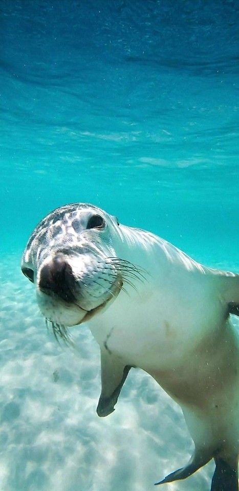 Ocean Art Projects, Ocean Life Photography, Australian Mammals, Wildlife Wallpaper, Marine Ecosystem, Aquatic Animals, Sea Otter, Marine Mammals, My Good