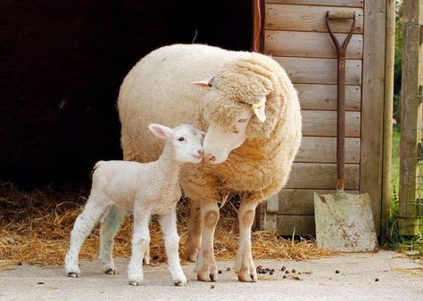 Ewe And Lamb, Nature, Young Ones Of Animals, Lamb Aesthetic, Bethel Worship, Suffolk Sheep, Animal Illustration Kids, Sheep Face, Sheep Cartoon