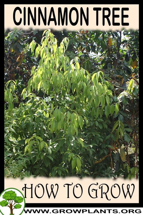 Cinnamon Tree, Spice Garden, Growing Fruit Trees, Astuces Diy, Home Vegetable Garden, Food Garden, Garden Trees, Veggie Garden, Growing Tree