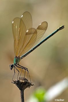 Dragonfly landing Dragonfly Photos, Dragon Flys, Gossamer Wings, Dragonfly Dreams, Blue Dragonfly, Dragonfly Art, Flying Insects, Beautiful Bugs, Insect Art