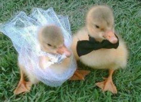 Animal Duos, Duck Wedding, Farm Vibes, Animal Couples, Duck Couple, Aesthetic Finds, Pinterest Widget, Cute Ducklings, Couple Stuff