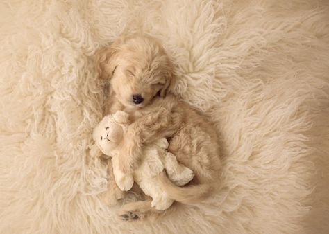 © Marci Yochum Photography | Daily Dog Tag | Goldendoodle-puppy Puppy Litter, Puppy Portraits, Puppy Photography, Newborn Puppies, Dog Photoshoot, Goldendoodle Puppy, Puppy Photos, Puppy Breeds, Puppies Funny