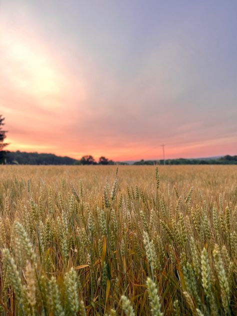 Farm Life Photography, Agriculture Photography, Farm Town, Crop Farming, Country View, Farm Wife, Farm Photography, Farm Field, Country Lifestyle