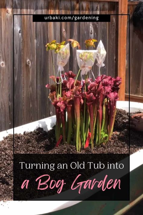 Give new life to your old bathtub by creating a stunning bog garden dedicated to the captivating Sarracenia Judith Hindle. This unique project allows you to bring the beauty of wetland plant life into your own backyard. In this article, we'll guide you through the process of transforming your bathtub into a thriving bog garden, providing expert tips and insights along the way. Get ready to embark on a fascinating journey of creating a habitat that emulates the natural conditions required... Carnivorous Terrarium, Old Bathtub, Bog Plants, Diy Bathtub, Bog Garden, Natural Pest Control, Pitcher Plant, Peat Moss, Carnivorous Plants