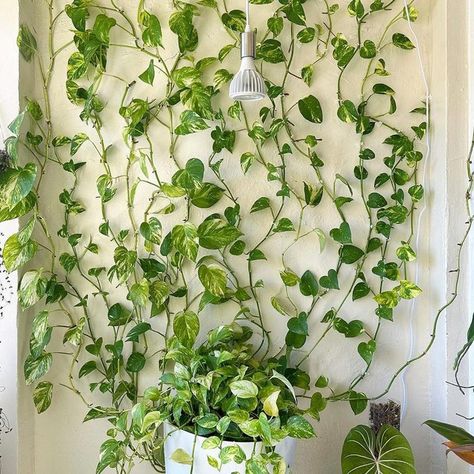 10 Ideas for Decorating Your Walls with Plants Plant Clips For Wall, How To Trail Plants On Wall, Climbing Plant Wall Indoor, Vines Wall Decor, Pathos Wall Climbing Ideas, Indoor Vine Wall, Pothos Wall Climbing, Pothos Climbing Ideas, Pothos Wall