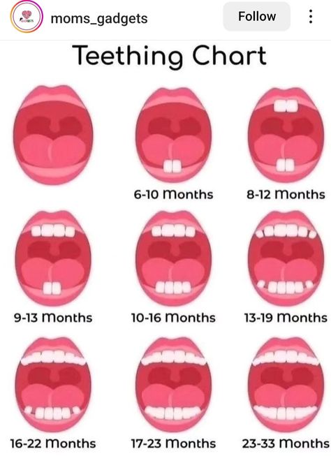 Baby Teething Chart, Baby Tooth Chart, Teeth Chart, Baby Solids, Teething Chart, Alexander Yakovlev, Baby Remedies, Nutrition Infographic, Tooth Chart