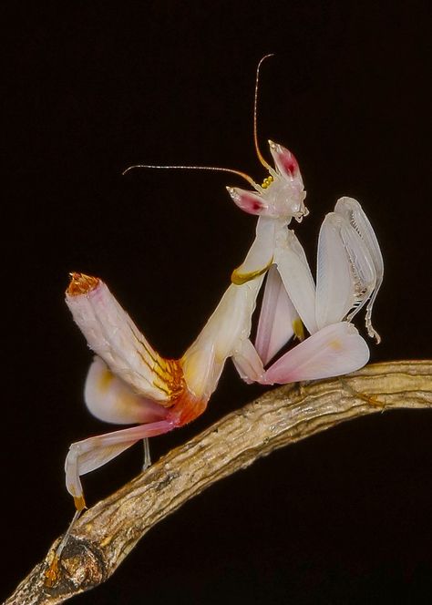 Orchid praying mantis portrait Orchid Praying Mantis, Orchid Mantis, Nature Aesthetics, The Orchid, Praying Mantis, Insects, Close Up, Stars, Animals