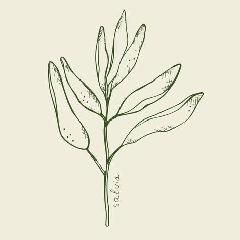 Salvia sketch vector illustration.Botanical organic leaves,Green Sage hand draw. Sage plant with leaves.Mystical symbol for spiritual practice.Design elements. Salvia Illustration, Salvia Drawing, Sage Drawing, Sage Illustration, Sage Plant, Illustration Botanical, Nature Motifs, Leaf Illustration, Green Sage