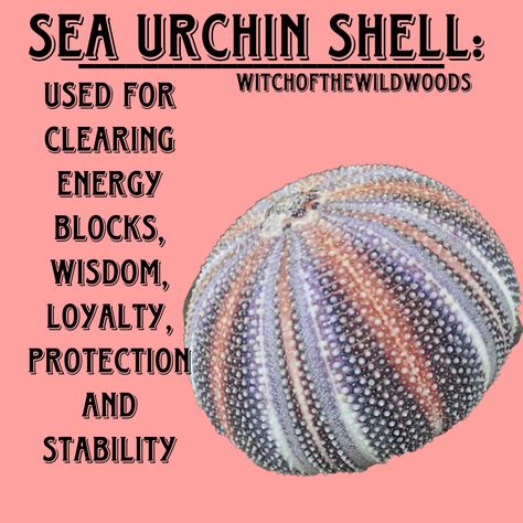 Shell Witchcraft, Seashells Witchcraft, Urchin Shell, Crystal Seashells, Sea Urchin Shell, Pagan Spirituality, Water Witch, Wiccan Symbols, Grimoire Book