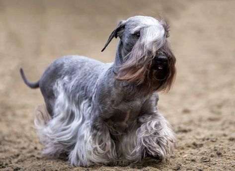 Low Shedding Dogs, Sealyham Terrier, Every Dog Breed, All Breeds Of Dogs, Terrier Breeds, Health Information, Terrier Puppies, Terrier Puppy, Types Of Dogs