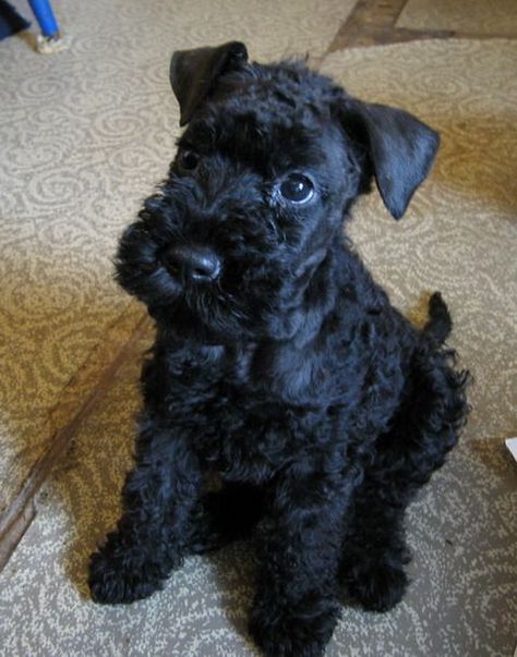 100+ Best Kerry Blue Terrier Dog Names – The Paws Dog Name Ideas, Mini Bull Terriers, Patterdale Terrier, Black Russian Terrier, Every Dog Breed, Kerry Blue Terrier, Norfolk Terrier, Yorkie Terrier, Hypoallergenic Dogs