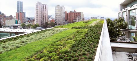 Extensive green roof in a big city Living Green Roof, Green Roof Design, Extensive Green Roof, Green Roof System, Grass Roof, Roof Garden Design, Green Roofs, Roofing Diy, Roof Architecture