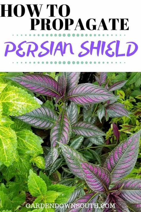 How to Propagate Persian Shield ~ Garden Down South Persian Shield Plant, Garden Tricks, Persian Shield, Florida Plants, Purple Plants, Sun Garden, Iridescent Green, Florida House, Hardy Perennials