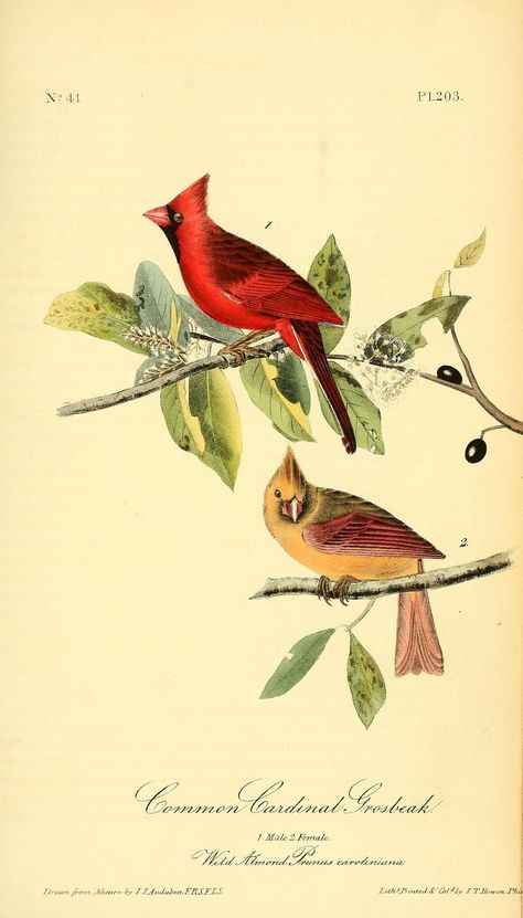 The birds of America : from drawings made in the United States and their territories : Audubon, John James, 1785-1851 : Free Download, Borrow, and Streaming : Internet Archive Fauna Illustration, Vintage Bird Illustration, Audubon Birds, Print Design Art, Birds Of America, Octopus Art, John James Audubon, Cardinal Birds, Botanical Poster