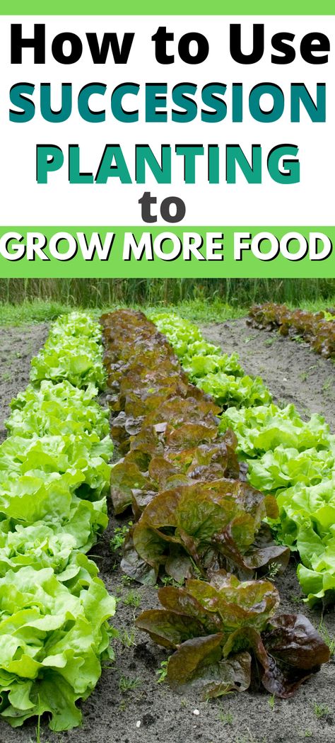 How To Harvest Seeds From Vegetables, Intercropping Vegetable Garden Layout, Interplanting Vegetables And Flowers, Garden Timeline, Fruit And Vegetable Growing Seasons, Direct Sow Vegetables, Gardening Veggies, Composting Ideas, Vegetable Farming