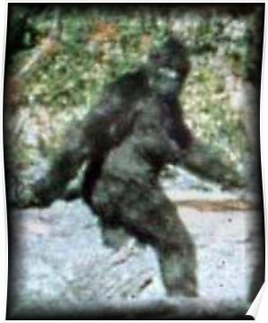 Recent Bigfoot Sightings, Bigfoot Footage, Bigfoot Costume, Bigfoot Pictures, Pie Grande, Paranormal Photos, Finding Bigfoot, Bigfoot Sightings, Unexplained Mysteries