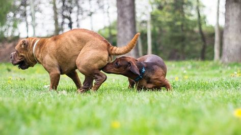 How to Calm a Male Dog When a Female Is in Heat: 8 Vet-Approved Tricks | Hepper Dog Whining, Stop Whining, Female Dog In Heat, Heat Exhaustion, Dog Spay, Dog In Heat, Reusable Diapers, Dog Shampoo, Dog Hacks