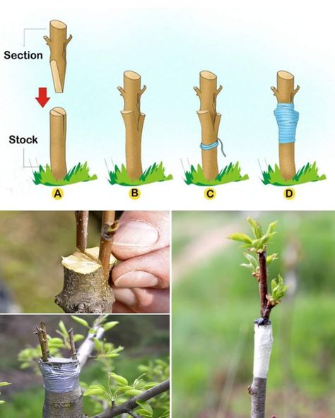 Electroculture Gardening, Grafting Fruit Trees, The Secret Garden, Propagating Plants, Pruning Shears, Rubber Bands, Fruit Trees, Secret Garden, The Secret