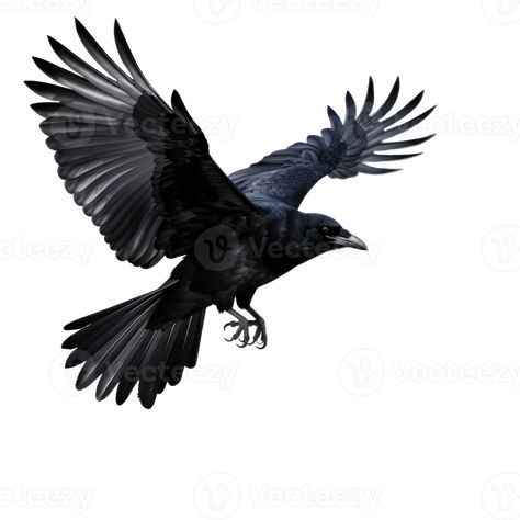 Flying black crow isolated Flying Animals, Flying Crows, Flying Raven Tattoo, Flying Crow, Crow Art Drawing, Crow Reference Drawing, Flying Crow Tattoo, Black Birds, Crow Bird Drawing