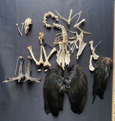 Part preparation of an Ayam Cemani Mix tap as a kit -no smell -Spring parts and feet are professionally prepared Ayam Cemani, Bird Bones, Chicken Bird, Get Scared, Wet Specimen, Animal Skeletons, Taxidermy Art, Goblin Core, Bone Crafts