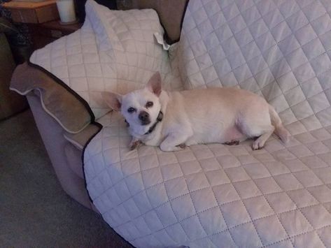 Here is my new baby Louis...he is an 8 year old chihuahua mix that is overweight...He is on a strict diet and we are working on it. Fat Chihuahua, Old Chihuahua, Strict Diet, Chihuahua Mix, Working On It, New Baby, Chihuahua, French Bulldog, Year Old