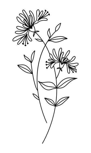 Dainty Honeysuckle Tattoo, Honeysuckle Drawing Simple, Minimalist Honeysuckle Tattoo, Honeysuckle Drawing, Honeysuckle Flower Drawing, Honey Suckle Tattoo Simple, Honeysuckle Outline, Fine Line Honeysuckle Tattoo, Honeysuckle Line Drawing