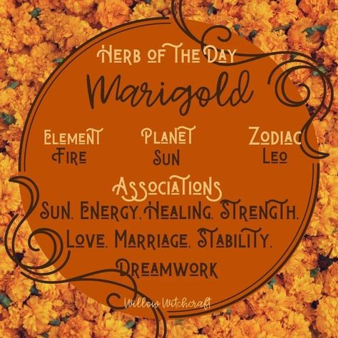 Witchy Ingredients, Solar Witch, Witchy Plants, Amaterasu Omikami, Herbal Witch, Tree Hugging, Chaos Magick, Witch Things, Witch Board