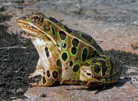 Frog In Nature, Dart Frog Photography, Types Of Frogs, Leopard Frog, Rain Forest Frog, Colorful Frogs Photography, Northern Leopard Frog, Door County, Frog And Toad