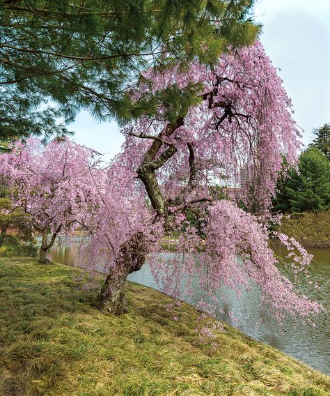 About spring | Japanese weeping cherry tree | Anna Azarova | Flickr Pink Weeping Cherry Tree, Weeping Trees Landscaping, Willow Trees Garden, Japanese Inspired Garden, Weeping Trees, Weeping Cherry Tree, Japanese Cherry Tree, Weeping Willow Tree, Japanese Tree