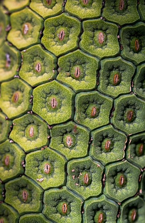 Monstera Deliciousa - The Fruit Salad Plant, Australia Foto Macro, Plant Texture, Microscopic Photography, Motifs Textiles, Natural Structures, Organic Art, Texture Inspiration, Organic Pattern, Natural Forms