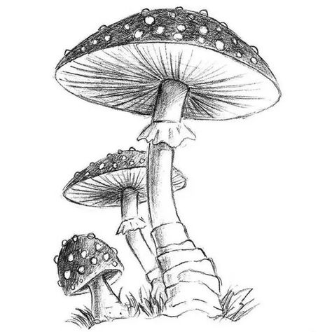 Plant Sketches, Fairy Drawings, Mushroom Drawing, Cool Pencil Drawings, Moon Drawing, White Drawing, Desenho Tattoo, Plant Drawing, Mushroom Art