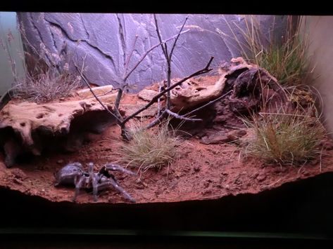 Animals on Pinterest | 19 Pins Tarantula Habitat, Tarantula Enclosure, Pet Tarantula, Rainforest Habitat, Reptile House, Reptile Tank, Pet Enclosure, Aquascape Aquarium, Reptile Enclosure