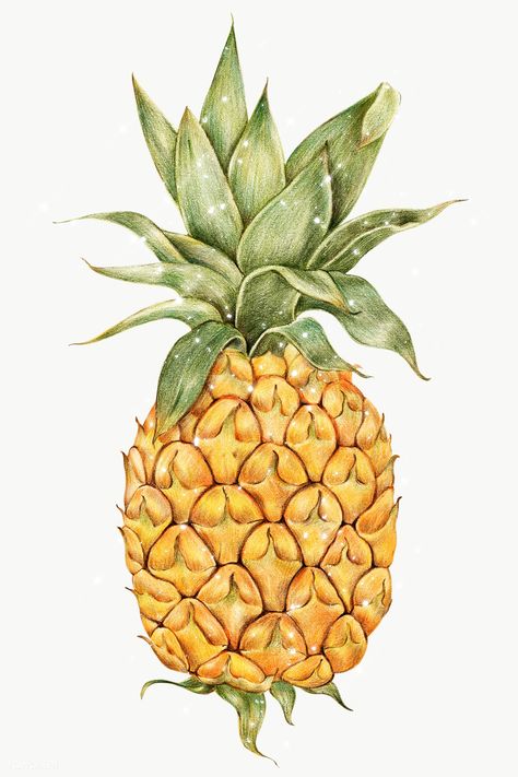 Pineapple illustration pencil colored style sticker design element | free image by rawpixel.com / manotang Pineapple Pictures, Pineapple Vintage, Pineapple Drawing, Pineapple Illustration, Watercolor Pineapple, Watercolour Texture Background, Watercolor Paper Texture, Watercolor Fruit, Watercolor Logo