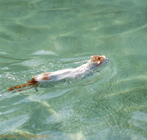 Turkish Van Cats are swimmers.... Cat Swimming, Swimming Cats, Turkish Van Cats, Swimming Photos, Turkish Van, Cat Reference, Cat Pose, Cool Wallpapers, Unique Cats