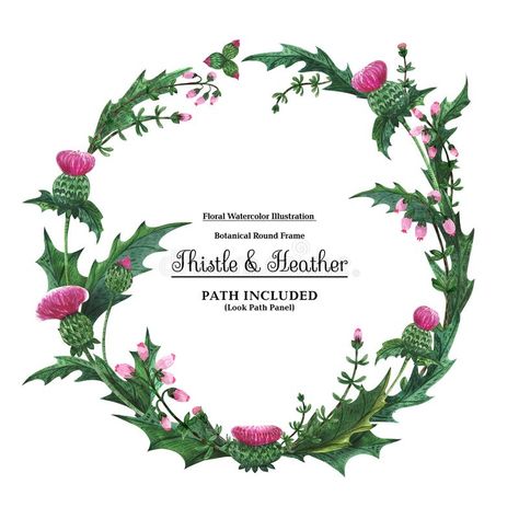 Wreaths from thistle and heather for decoration royalty free illustration Plants For Decoration, Thistle Decor, Botanical Decoration, Scottish Heather, Heather Plant, Free Illustration, Wild Plants, White Backdrop, Blue Bow