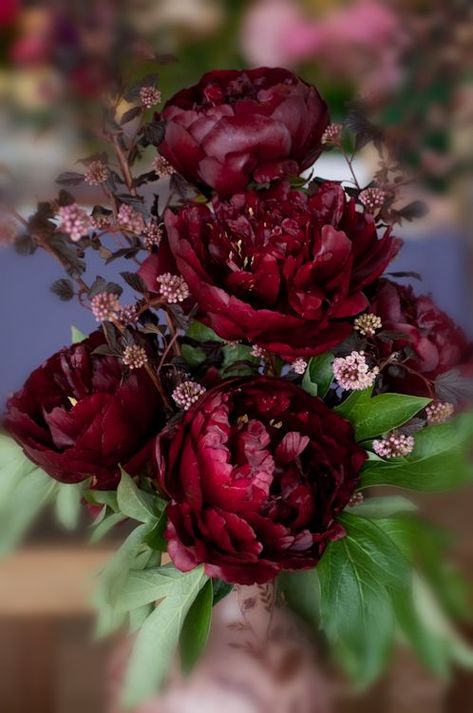 Make your wedding bouquet with pretty burgundy peonies like these! Red Peonies, Burgundy Flowers, Beautiful Blooms, Amazing Flowers, Love Flowers, Romantic Wedding, Pretty Flowers, Red Flowers, Flower Power