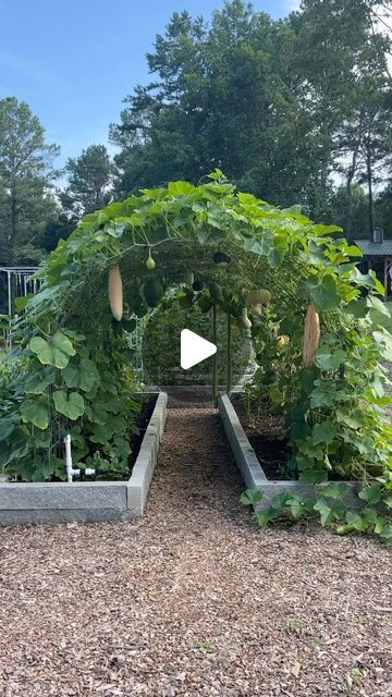 Cattle Panel Trellis Arches, Trellis Tunnel, Green Bean Trellis, Squash Trellis, Cattle Panel Trellis, Vertical Growing, Bean Trellis, Pea Trellis, Garden Arch Trellis