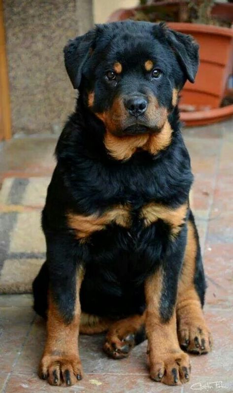 Beautiful #Rotty Protective Dog Breeds, Ahal Teke, Smartest Dog Breeds, Protective Dogs, Rottweiler Love, About Dogs, Rottweiler Puppies, Rottweiler Dog, Smart Dog