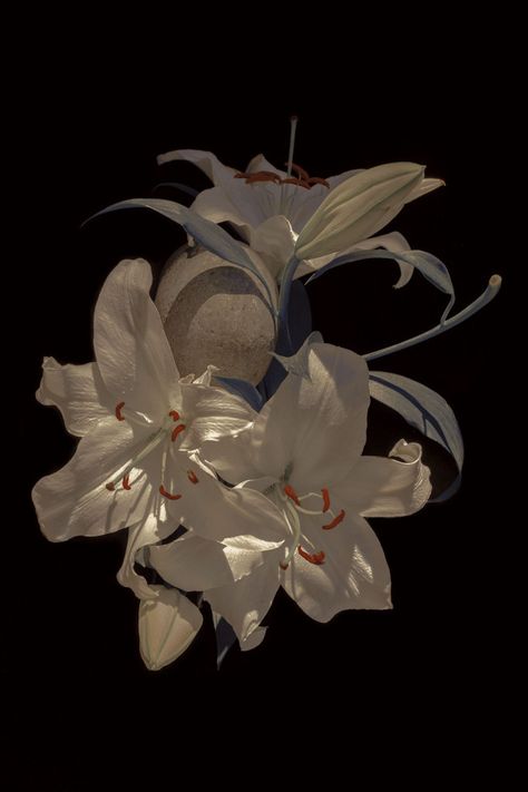 Xuebing Du, Flowers Black Background, Lily Wallpaper, Nothing But Flowers, Flower Therapy, Arte Inspo, Love Flowers, Flower Wallpaper, Pretty Flowers