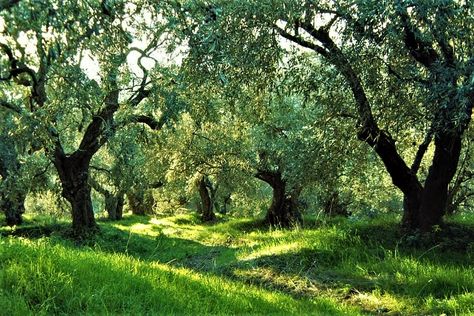 Permaculture, Olive Grove Aesthetic, Olive Branch Aesthetic, Olive Painting, Greek Stories, Garden Of Gethsemane, Tree Lined Driveway, Conservation Of Natural Resources, Corfu Island