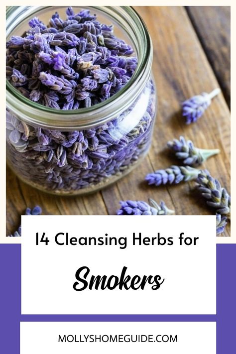 Discover a variety of herbs that can support lung health and relaxation. Whether you're new to smoking herbs or looking for lung tonics, explore chamomile, damiana, lavender, sage, mullein, licorice, ginkgo biloba, and echinacea. Find the best herbs for the lungs in this herbal smoking blend - perfect for easing into bedtime. Consider incorporating these smokable herbs into your routine for a calming experience and respiratory well-being. Best Herbs For Respiratory, Herbs For Respiratory Health, Tea For Smokers, Smokable Herbs And Their Benefits, Holistic Medicine Recipes, Smokable Herb Blends, Healing Herbs Medicine, Herbs For Lungs, Herbs For Lung Health