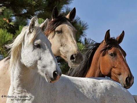 7 Horses, 3 Horses Together, Three Horses, Three Horses Photography, Multiple Horse Photoshoot, Wild Horses Photography Running, Four Horses, Buckskin Horse, Wild Horse Pictures