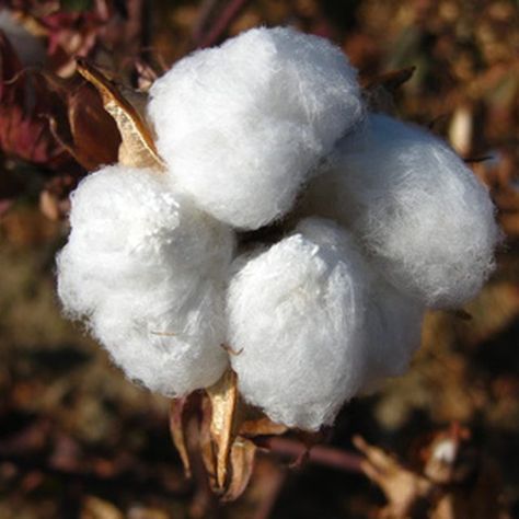 Raw cotton can be spun into yarn. How To Grow Cotton, Grow Cotton, Growing Cotton, Happy Independence Day Images, Cotton Boll, Cotton Plant, Plant Fibres, Cotton Ball, Garden Spaces