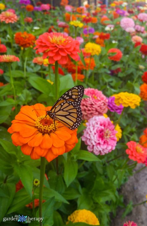 How to Grow Zinnias for a Quick, Colourful Garden - Garden Therapy Colourful Garden, Plants That Attract Butterflies, Zinnia Garden, Boston Garden, Whimsical Cottage, Summer Flowering Bulbs, Garden Therapy, Succession Planting, Growing Dahlias